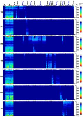 DArTseq genotyping facilitates the transfer of “exotic” chromatin from a Secale cereale × S. strictum hybrid into wheat